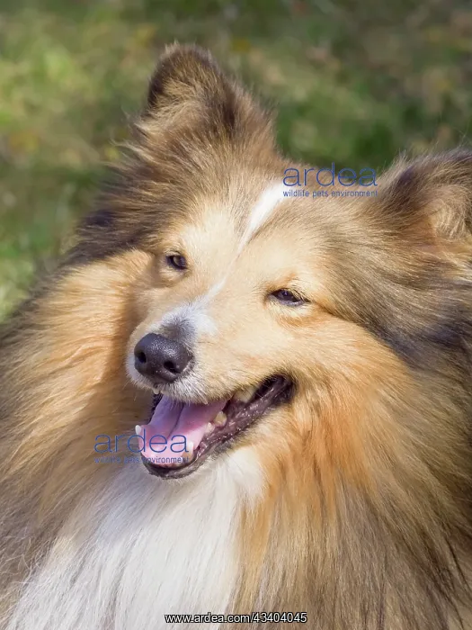 : Dog, portraits, show : Dog, portraits, show