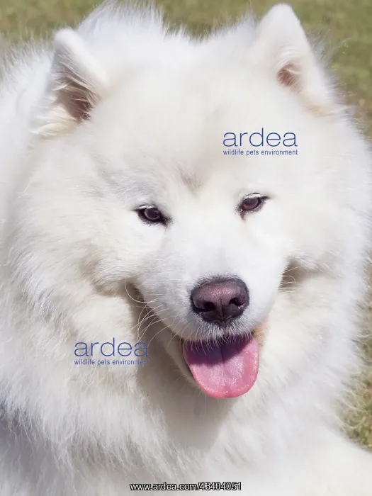 : Dog, portraits, show : Dog, portraits, show
