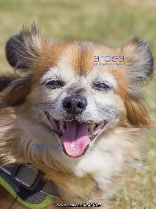 : Dog, portraits, show : Dog, portraits, show