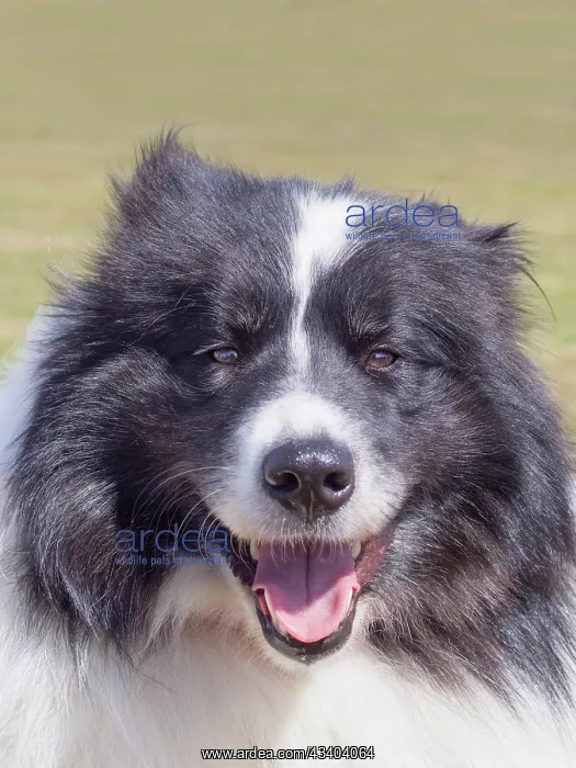 : Dog, portraits, show : Dog, portraits, show