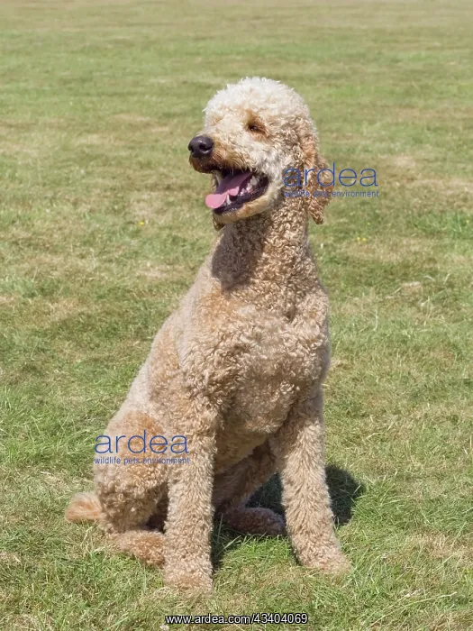 : Dog, portraits, show : Dog, portraits, show