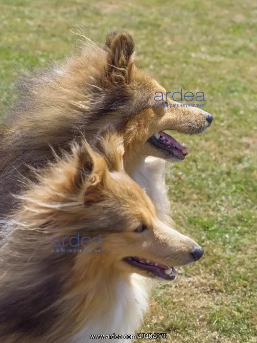: Dog, portraits, show : Dog, portraits, show