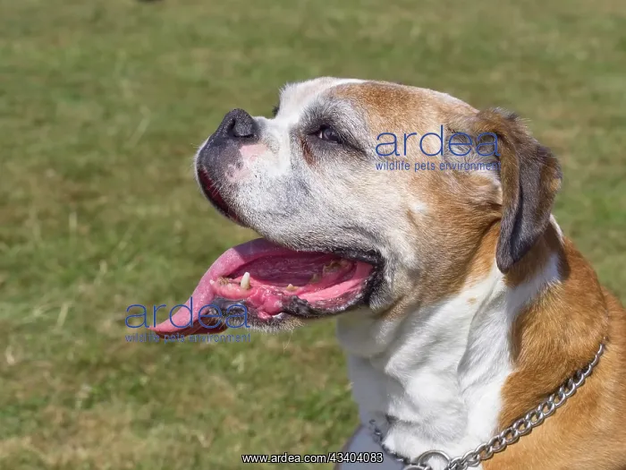 : Dog, portraits, show : Dog, portraits, show
