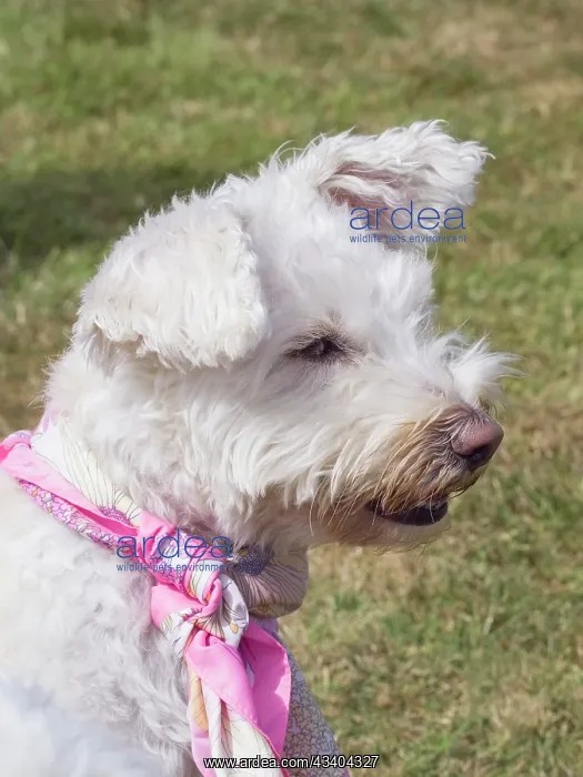 : Dog, portraits, show : Dog, portraits, show
