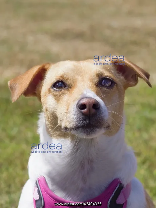 : Dog, portraits, show : Dog, portraits, show
