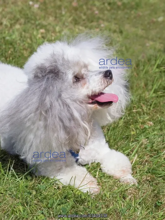 : Dog, portraits, show : Dog, portraits, show