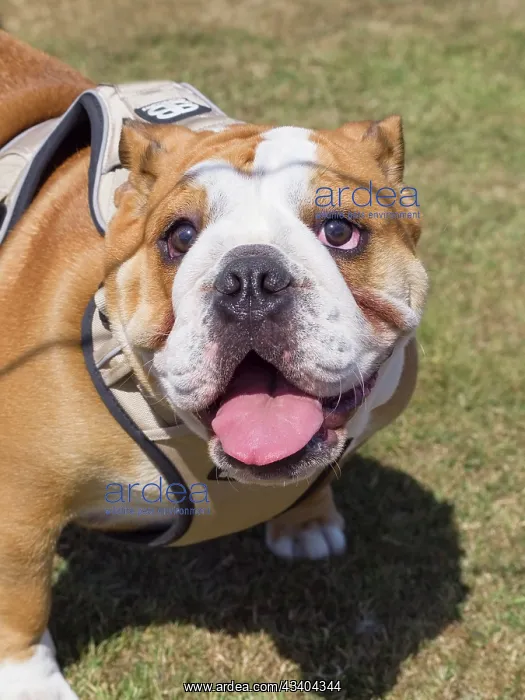 : Dog, portraits, show : Dog, portraits, show