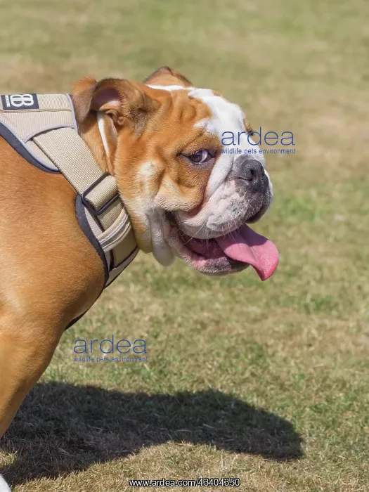 : Dog, portraits, show : Dog, portraits, show