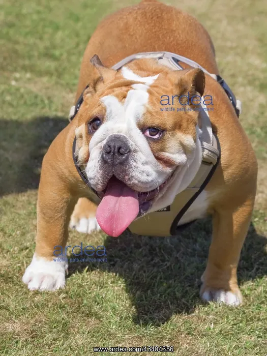 : Dog, portraits, show : Dog, portraits, show