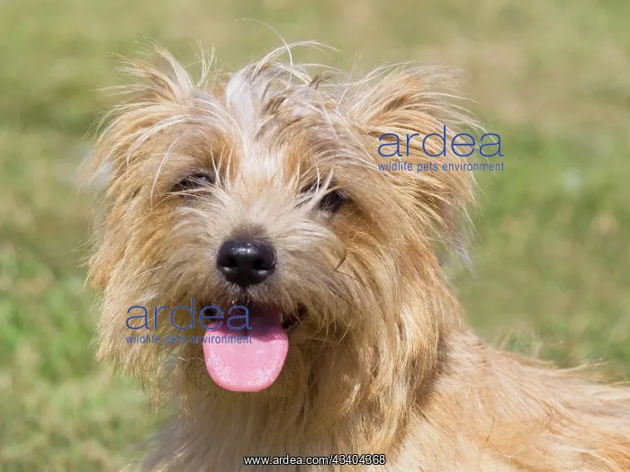 : Dog, portraits, show : Dog, portraits, show