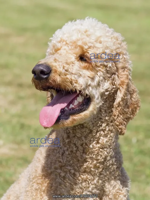 : Dog, portraits, show : Dog, portraits, show