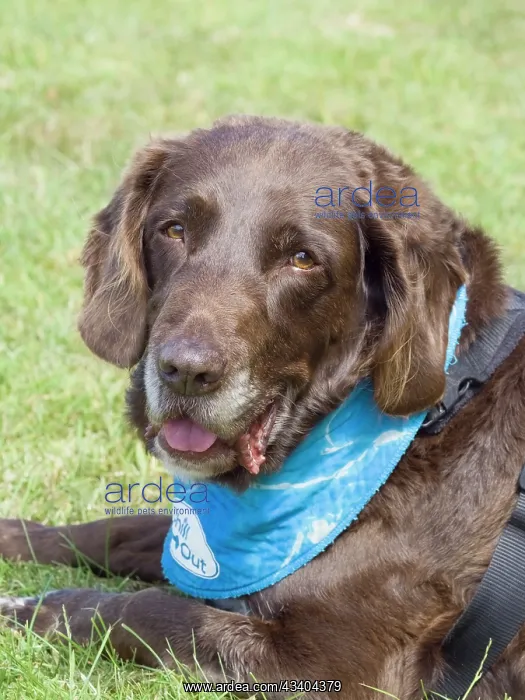 : Dog, portraits, show : Dog, portraits, show