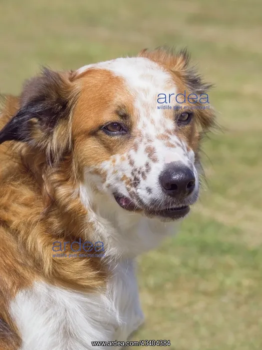 : Dog, portraits, show : Dog, portraits, show