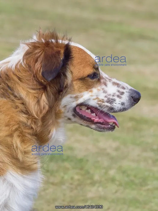 : Dog, portraits, show : Dog, portraits, show
