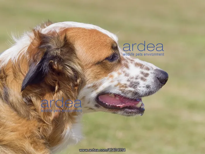 : Dog, portraits, show : Dog, portraits, show