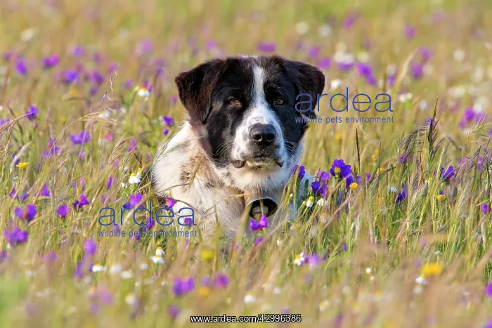 : Dog - Portugese Sheepdog in meadow Alentejo, Portugal : Dog - Portugese Sheepdog in meadow Alentejo, Portugal
