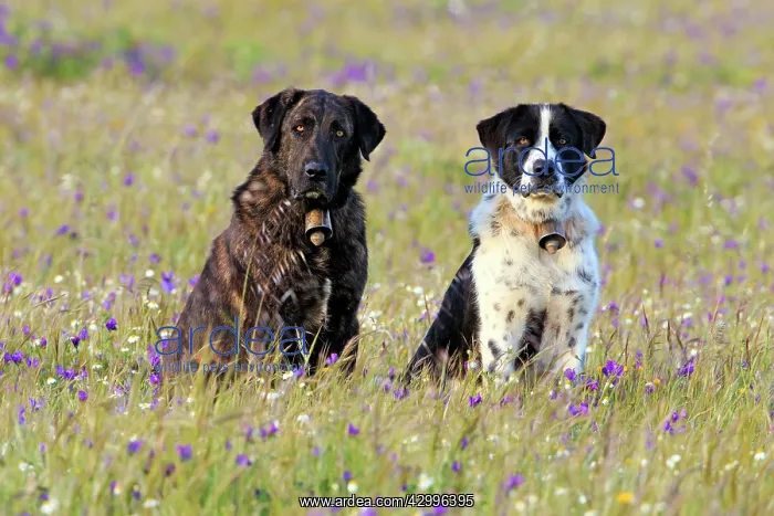 : Dog - Portugese Sheepdogs in meadow Alentejo, Portugal : Dog - Portugese Sheepdogs in meadow Alentejo, Portugal