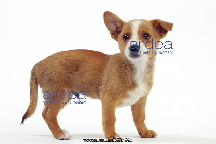 : Dog - Portuguese Podengo : Dog - Portuguese Podengo