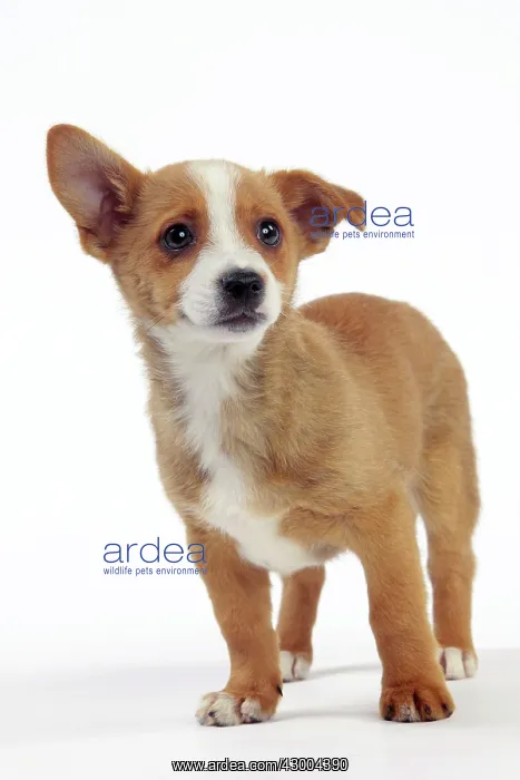 : Dog - Portuguese Podengo : Dog - Portuguese Podengo