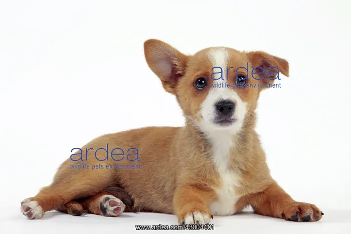 : Dog - Portuguese Podengo : Dog - Portuguese Podengo