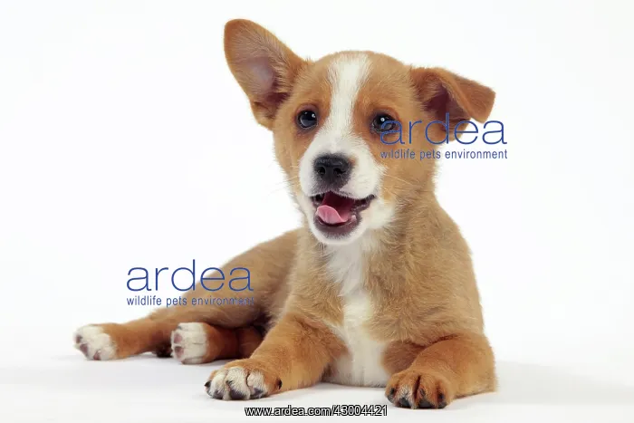 : Dog - Portuguese Podengo : Dog - Portuguese Podengo