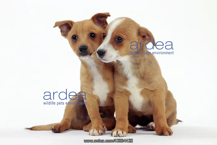  : Dog - Portuguese Podengo