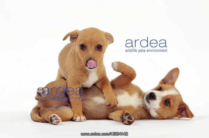 : Dog - Portuguese Podengo : Dog - Portuguese Podengo