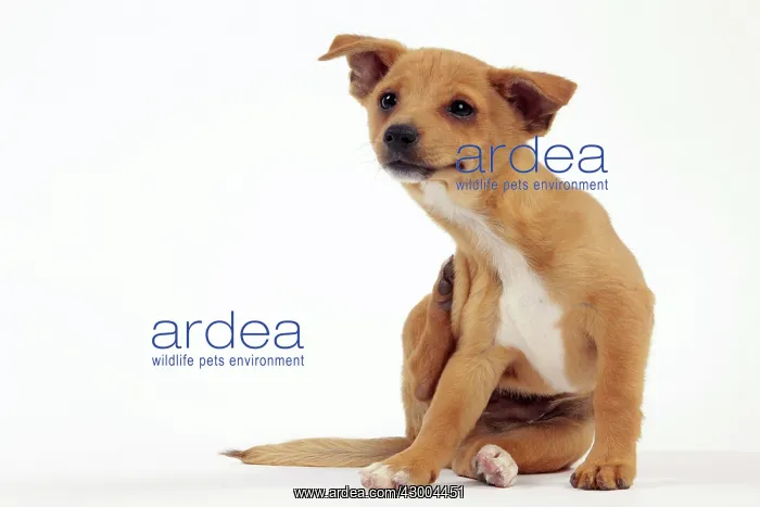  : Dog - Portuguese Podengo
