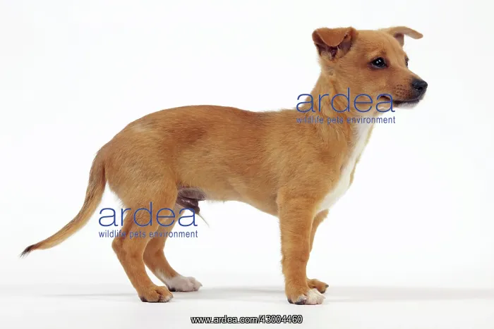 : Dog - Portuguese Podengo : Dog - Portuguese Podengo