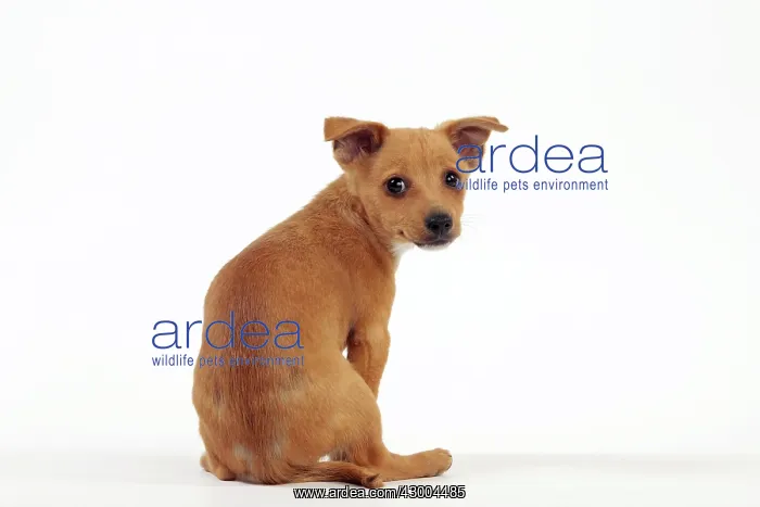 : Dog - Portuguese Podengo : Dog - Portuguese Podengo
