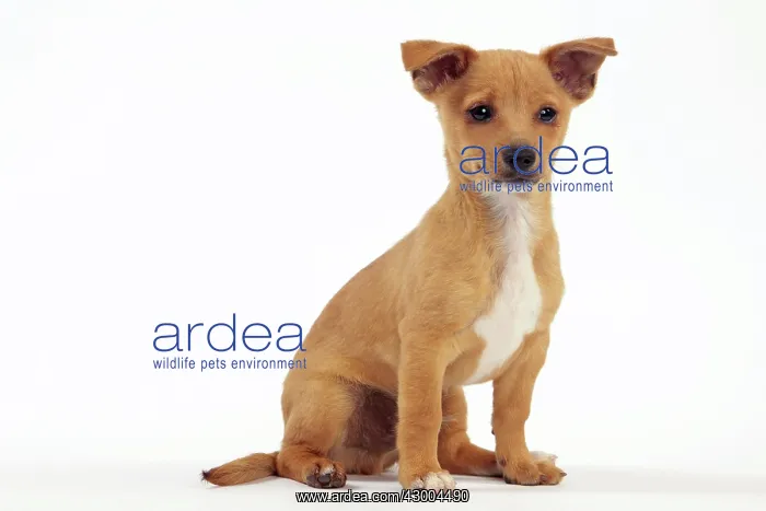  : Dog - Portuguese Podengo