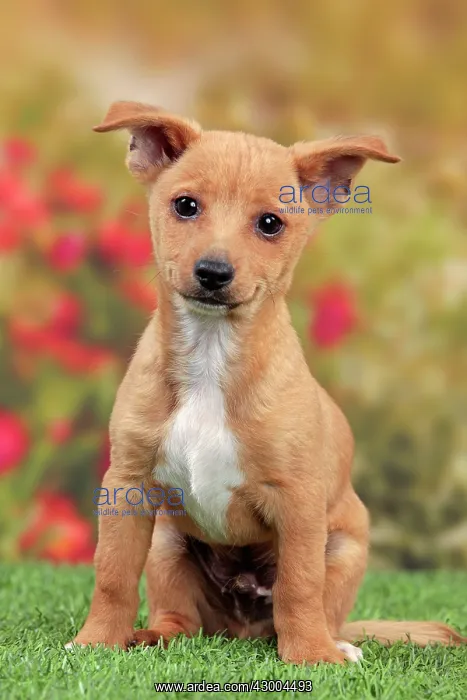 : Dog - Portuguese Podengo : Dog - Portuguese Podengo