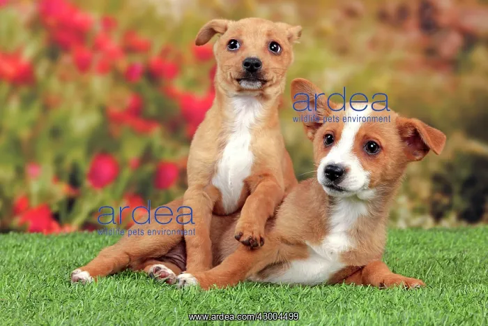  : Dog - Portuguese Podengo
