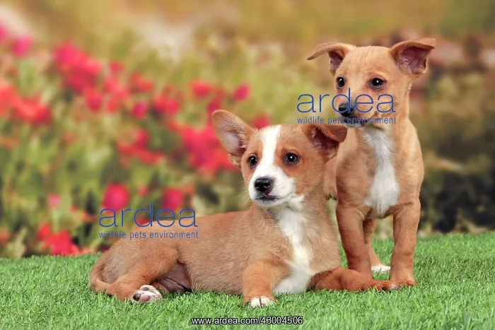: Dog - Portuguese Podengo : Dog - Portuguese Podengo