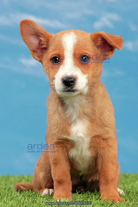 : Dog - Portuguese Podengo : Dog - Portuguese Podengo