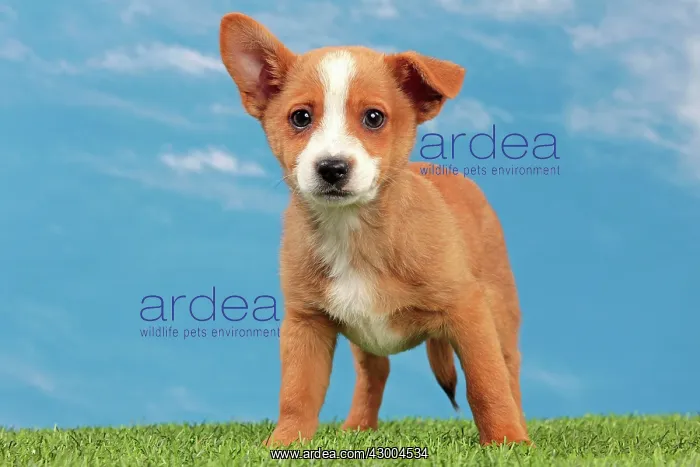 : Dog - Portuguese Podengo : Dog - Portuguese Podengo