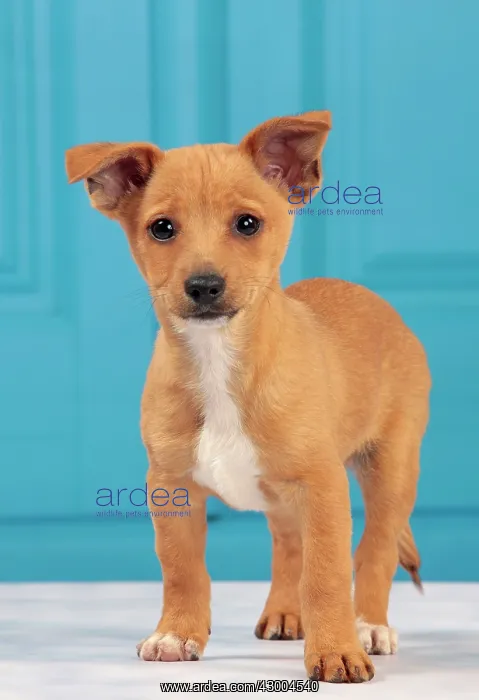 : Dog - Portuguese Podengo : Dog - Portuguese Podengo