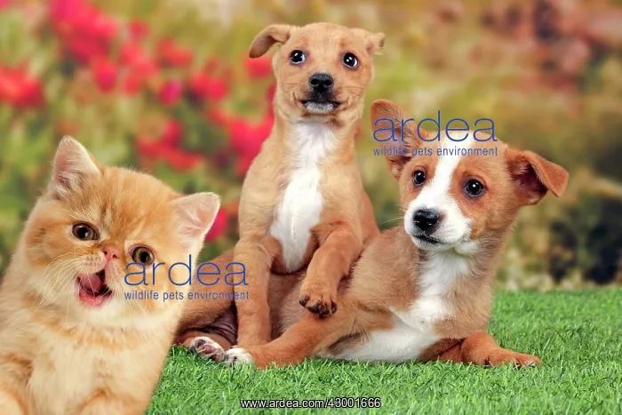 : Dog - Portuguese Podengo puppies : Dog - Portuguese Podengo puppies