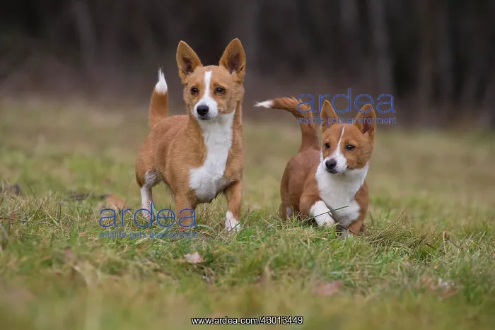 : Dog Portuguese Podengo small : Dog Portuguese Podengo small