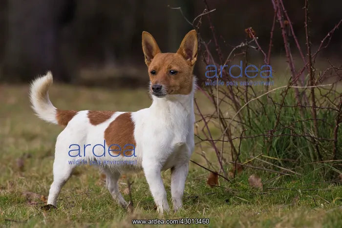 : Dog Portuguese Podengo small : Dog Portuguese Podengo small