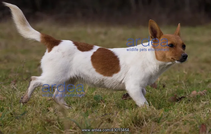: Dog Portuguese Podengo small : Dog Portuguese Podengo small