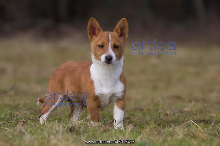 : Dog Portuguese Podengo small : Dog Portuguese Podengo small