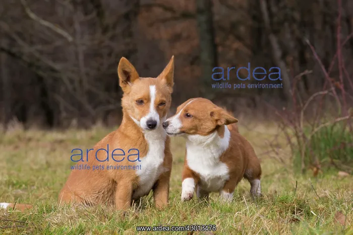 : Dog Portuguese Podengo small : Dog Portuguese Podengo small