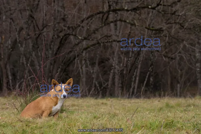 : Dog Portuguese Podengo small : Dog Portuguese Podengo small
