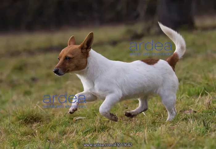: Dog Portuguese Podengo small : Dog Portuguese Podengo small