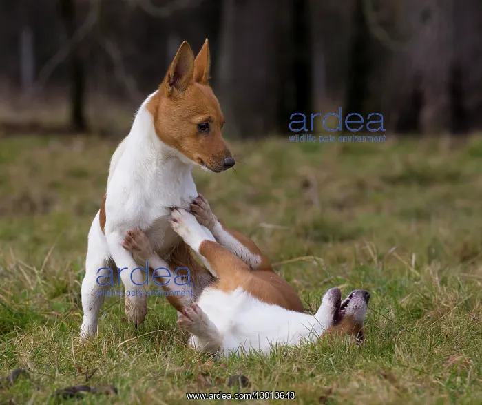 : Dog Portuguese Podengo small : Dog Portuguese Podengo small