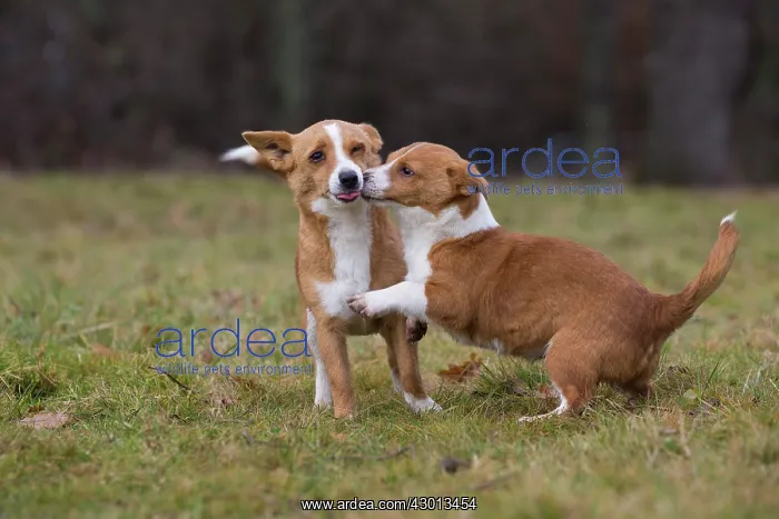 : Dog Portuguese Podengo small playing : Dog Portuguese Podengo small playing
