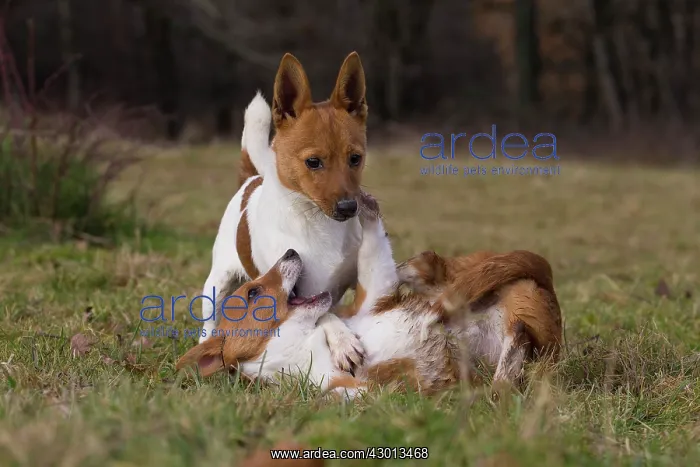 : Dog Portuguese Podengo small playing : Dog Portuguese Podengo small playing