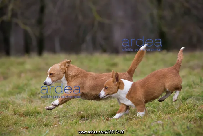 : Dog Portuguese Podengo small running : Dog Portuguese Podengo small running