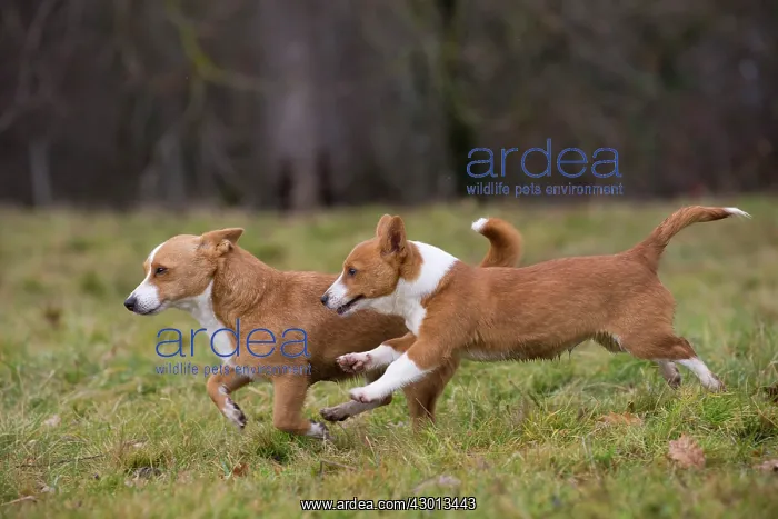 : Dog Portuguese Podengo small running : Dog Portuguese Podengo small running